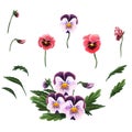 Single flowers, leaves and a bouquet of pansies isolated on a white background.