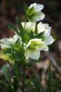 Lenten roses