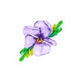 Single flowers of viola pansy purple or violet color on a white background with leaf
