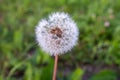 A single fluffy dandelion on a blurred green background. Side view of large dandelion on the bon, close-up. A backing Royalty Free Stock Photo