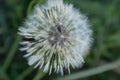 A single fluffy dandelion on a blurred green background. Side view of large dandelion on the bon, close-up. A backing Royalty Free Stock Photo