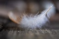 Single fluffy feather with copy space. Close-up of a  feather on a blurred background with selective focus. With copy space Royalty Free Stock Photo