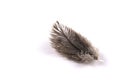 Single fluffy feather isolated on white with copy space Royalty Free Stock Photo