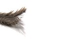 Single fluffy feather isolated on white with copy space Royalty Free Stock Photo