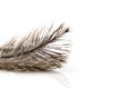 Single fluffy feather isolated on white with copy space Royalty Free Stock Photo