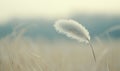 Single fluffy grass flower in field at sunset, peaceful nature background Royalty Free Stock Photo