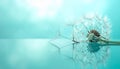 Single dandelion seed head with fluffy seeds reflected on a turquoise surface white nature Royalty Free Stock Photo