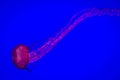 Single fluorescent pink jellyfish against a blue background. Royalty Free Stock Photo