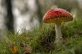 Fly Agaric Mushroom at Padley Gorge