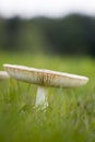 Single fly agaric fruit body