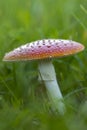 Single fly agaric fruit body in grass