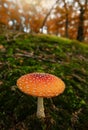 Fly agaric toadstool in forest