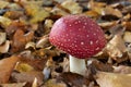 Single Fly amanita mushroom in the woods close up