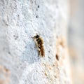 Solitary Fly Perched on a Textured Stone Wall Royalty Free Stock Photo