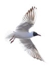 Single flying black-head isolated white gull photo Royalty Free Stock Photo