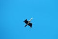 Single flying large cormorant. Whitish bottom of body Royalty Free Stock Photo