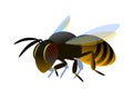 Single flying worker honeybee, logo or emblem