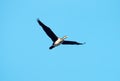 Single flying large cormorant. Whitish bottom of body Royalty Free Stock Photo