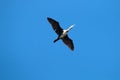 Single flying large cormorant. Whitish bottom of body Royalty Free Stock Photo