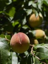 Late summer, autumn peaches ripening in a tree in the sunshine Royalty Free Stock Photo