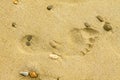 Single foorprint in yellow brown sand on the beach as a symbol for recreation or vacations Royalty Free Stock Photo