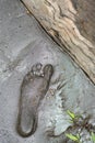Single footprint on dense silt and sand along river