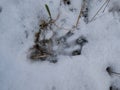 Single footprint of the Eurasian beaver or European beaver (Castor fiber) walking in fresh snow on ground in winter