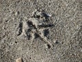 Single footprint of seagull bird on beach sand Royalty Free Stock Photo