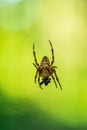 Single forest spider macro close up shot eating a small fly sitting on its web isolated against bright blurry yellow green