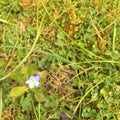 Single forget-me-not flower