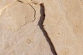 Single Formica ant walking on a stone floor in the desert in Arizona