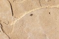 Single Formica ant walking on a stone floor in the desert in Arizona