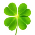 Single four-leaf clover with vibrant green leaves isolated on white