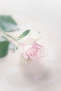Single fragile faded pink rose