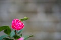 Single fragile pink Rose