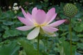 Single, fragile sacred lotus(Nelumbo nucifera) in the wild nature