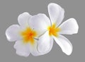 Frangipani, Plumeria flower isolated on white background Royalty Free Stock Photo