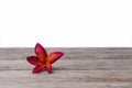 Single Frangipani or Plumeria flower on wooden background. Royalty Free Stock Photo