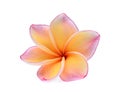 single frangipani tropical flower, plumeria, Lanthom, Leelawadee flower isolated white background, 6 petals Royalty Free Stock Photo