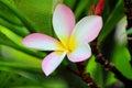 Single Frangipanis flower Royalty Free Stock Photo