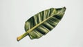 Single fresh banana leaf isolated on a white background Royalty Free Stock Photo