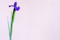 Single fresh blue iris flower with pink background Royalty Free Stock Photo