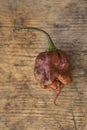 Single fresh brown trinidad scorpion chili pepper Royalty Free Stock Photo