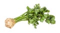 single fresh celeriac (celery root) with greens Royalty Free Stock Photo