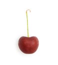 Single fresh cherry Royalty Free Stock Photo