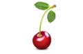 Single fresh cherry with two leaves Royalty Free Stock Photo