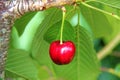 Single fresh cherry Royalty Free Stock Photo