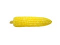 Single fresh corn isolated on white background without shadow. Delicious boiled corn cob Royalty Free Stock Photo