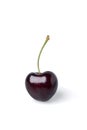 Single Fresh dark red cherry of the type Kordia isolated on a white background