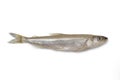 Single fresh European smelt fish Royalty Free Stock Photo